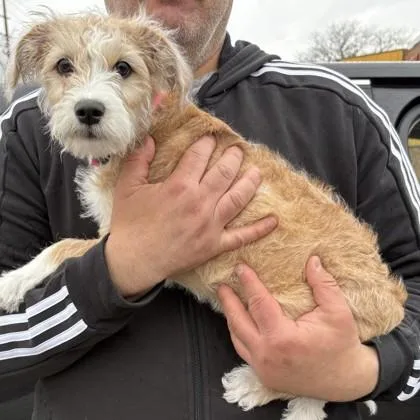 A baby small-sized female Shih Tzu dog named Lyra for adoption in Elk Grove Village, IL
