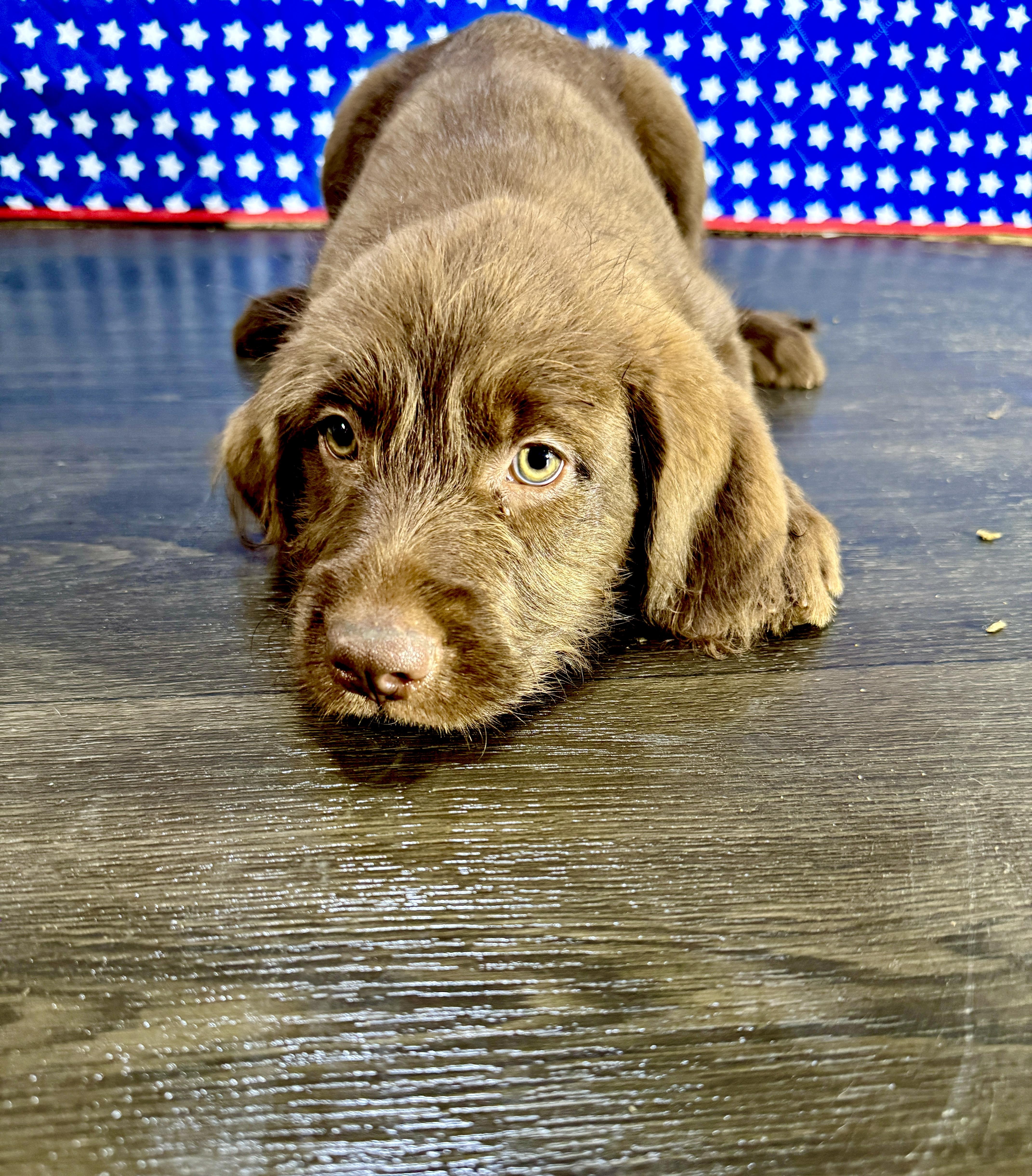 A baby medium-sized female Brown / Chocolate Labradoodle dog named Abigail for adoption in Hartford, KY