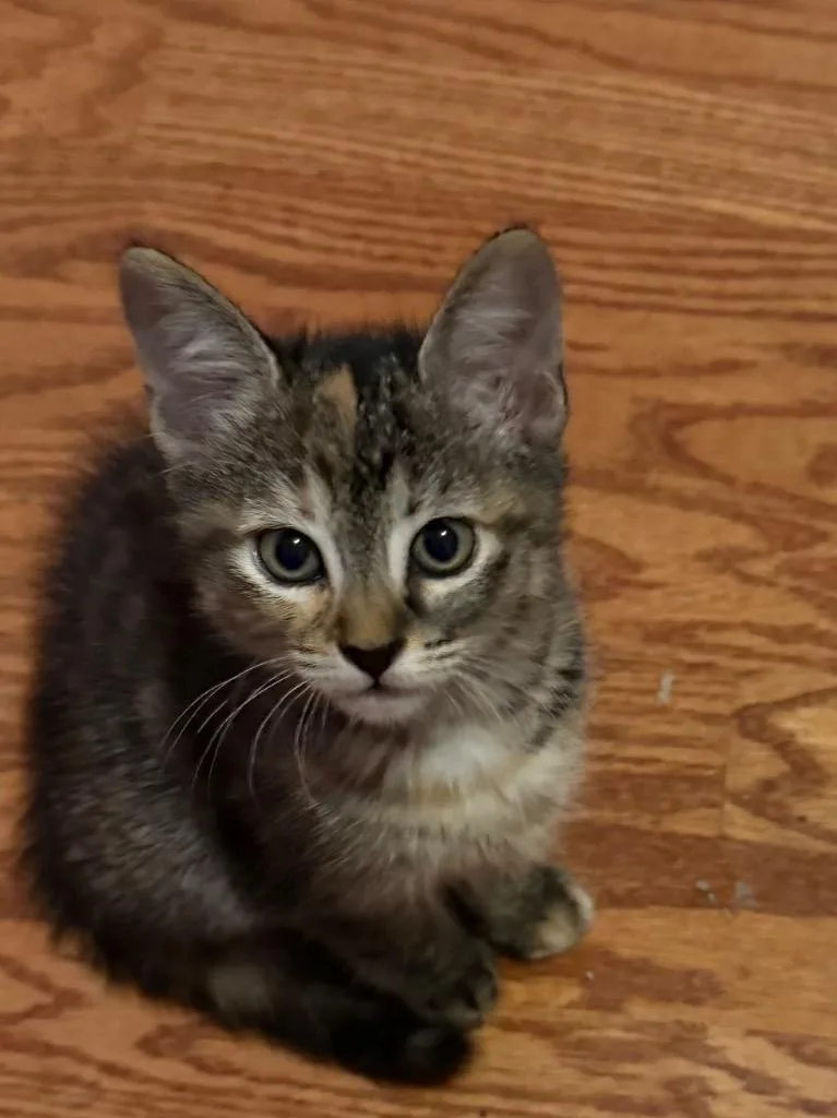 Kiki thumbnail 5
