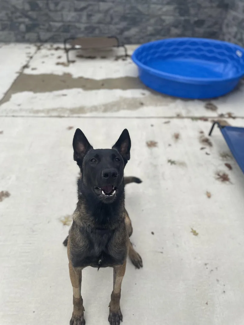 A young medium-sized male Belgian Shepherd / Malinois dog named Hunter for adoption in Lancaster, PA