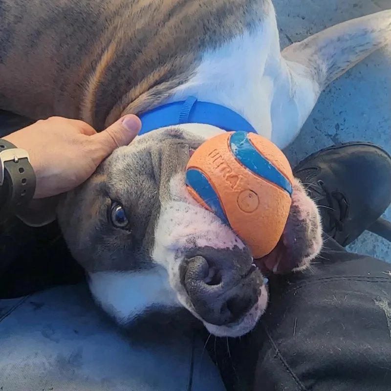 A young medium-sized male Brindle American Staffordshire Terrier dog named Mako for adoption in Long Island City, NY