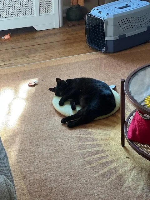 A young medium-sized female Black Domestic Short Hair cat named Luna for adoption in Trexlertown, PA