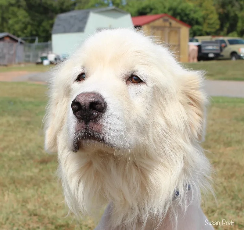 An adult large-sized male White / Cream Great Pyrenees dog named Chicken Foot for adoption in Bedford, VA