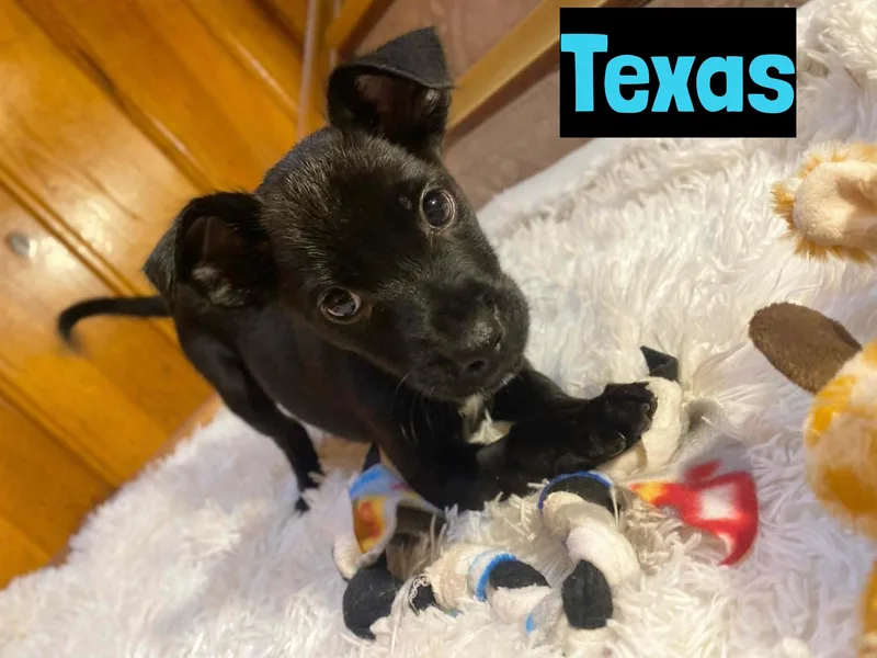Texas