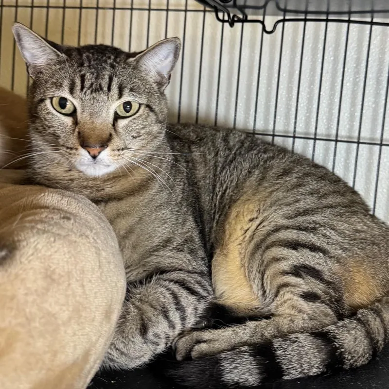 An adult medium-sized female Domestic Short Hair cat named Jackie for adoption in Saginaw, MI