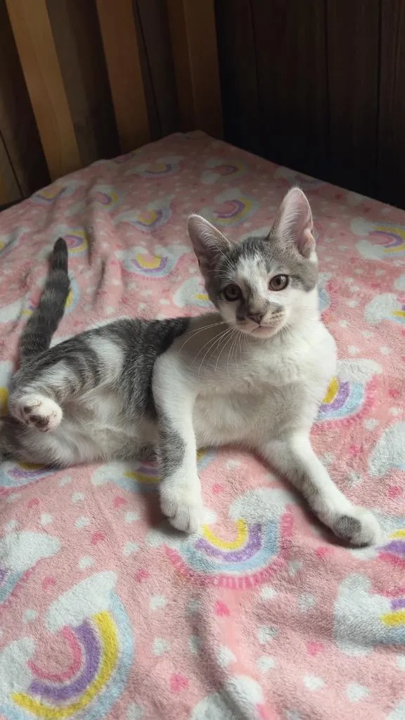 A baby medium-sized female Domestic Short Hair cat named Odelle for adoption in Plattsburgh, NY