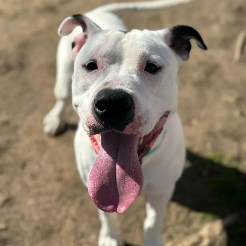 Chance $ thumbnail 3