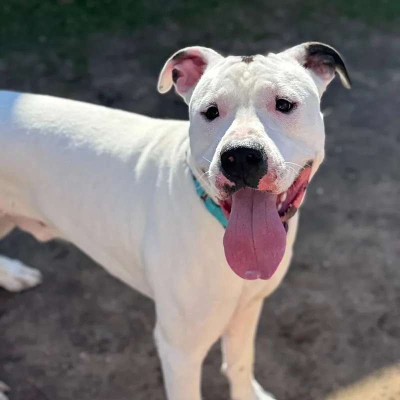 Chance $ thumbnail 4