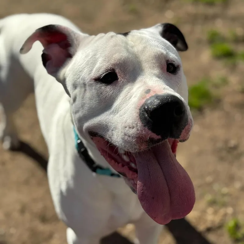 Chance $ thumbnail 5