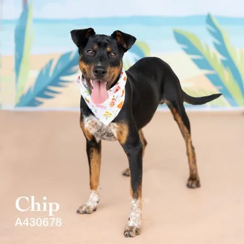 A young medium-sized male Doberman Pinscher dog named Chip for adoption in Conroe, TX