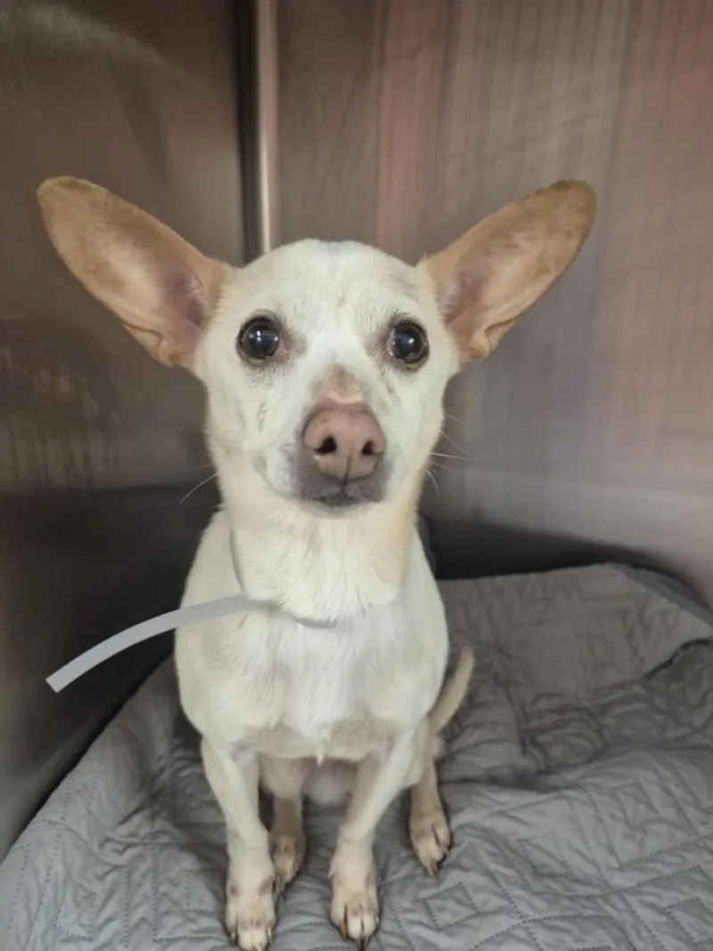 An adult small-sized female Chihuahua dog named A for adoption in Houston, TX
