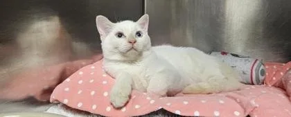 A young small-sized male Siamese cat named Stephano for adoption in Phoenix, AZ