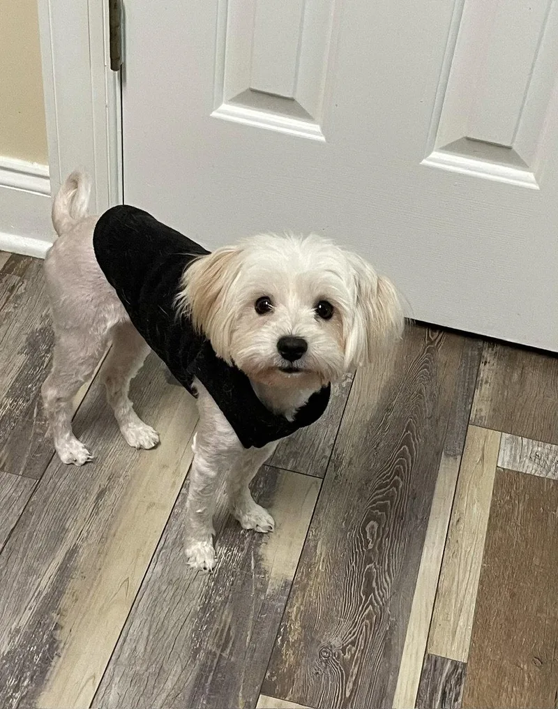 An adult small-sized female Maltese dog named Gigi for adoption in Pittsboro, NC