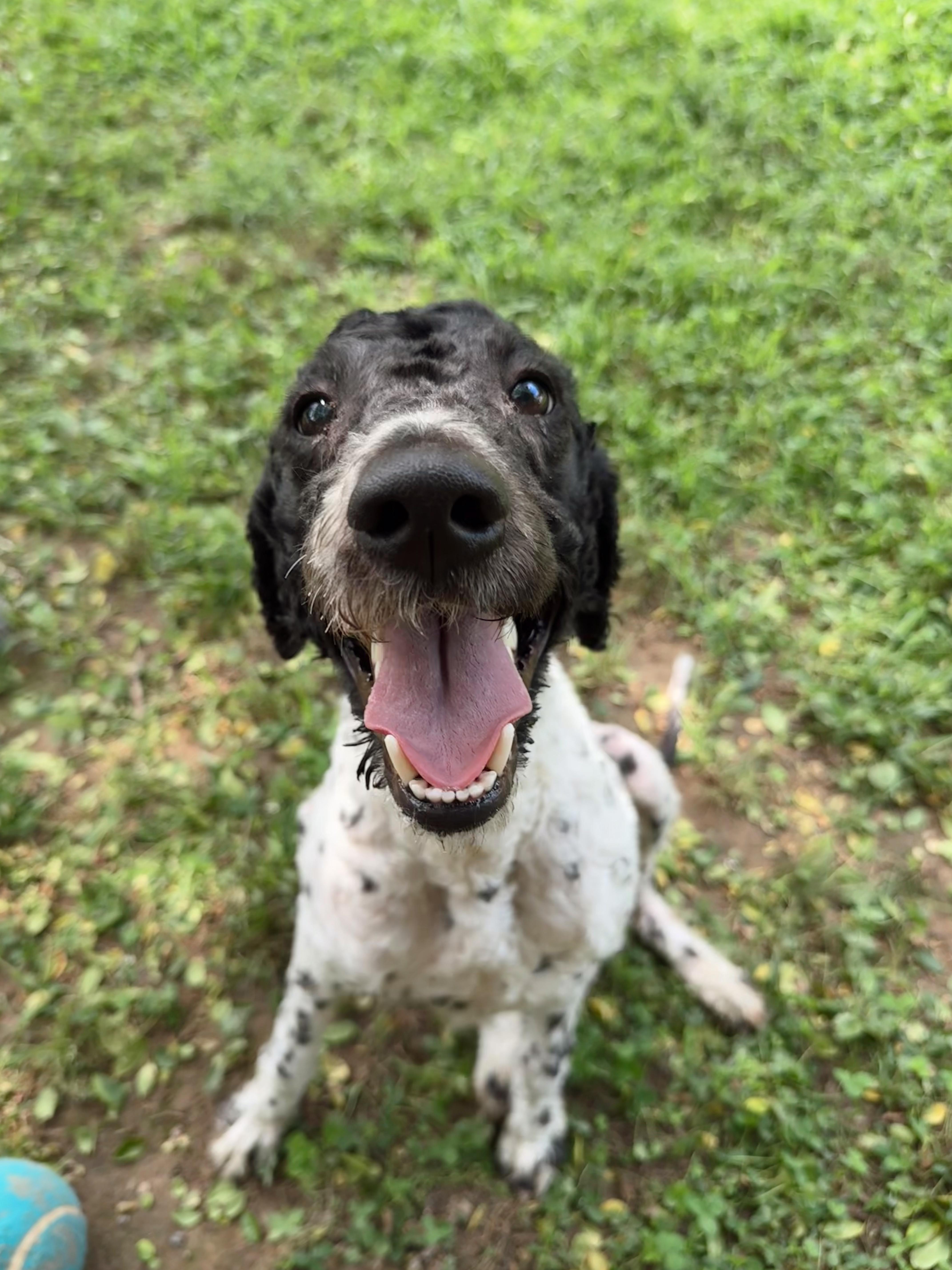 Tootles