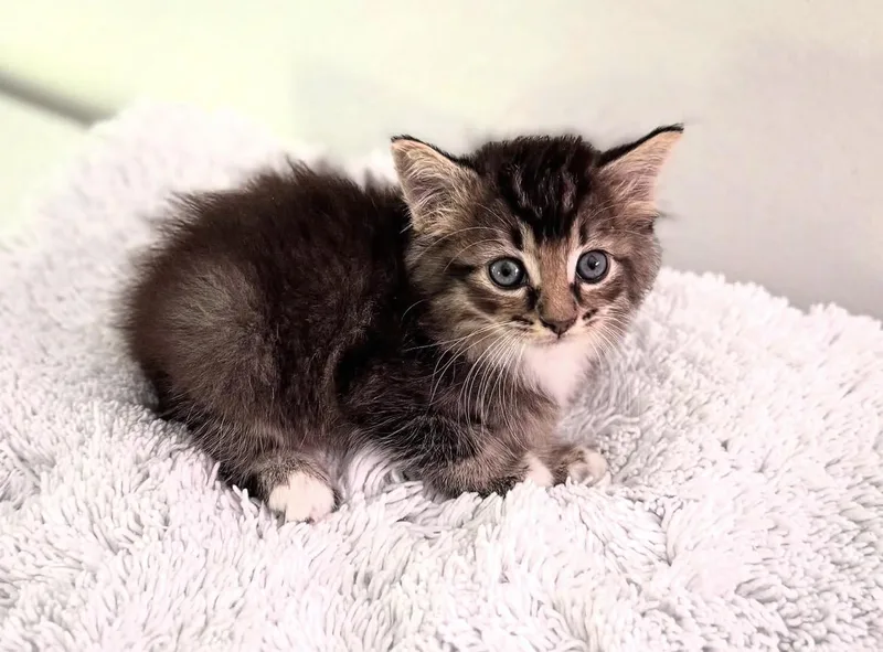 A young medium-sized male Tabby (Brown / Chocolate) Domestic Medium Hair cat named Thomas for adoption in Greensboro, NC