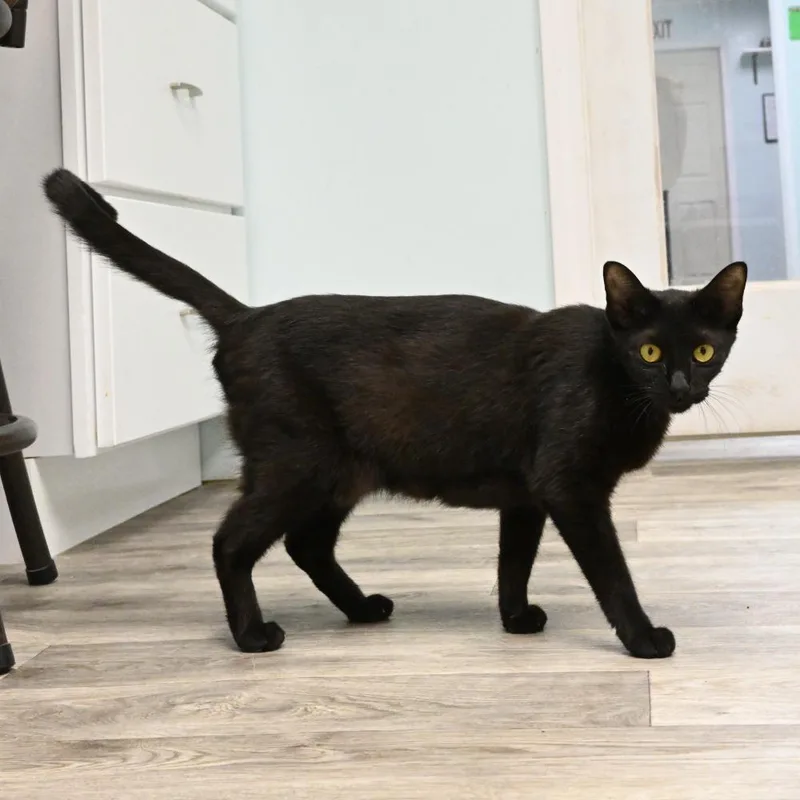 A young medium-sized female Black Domestic Short Hair cat named Ivy for adoption in Mobile, AL