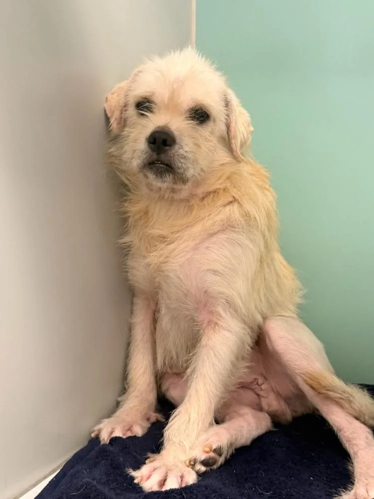 A young small-sized male Schnauzer dog named Mr. Marley for adoption in Randolph, MA