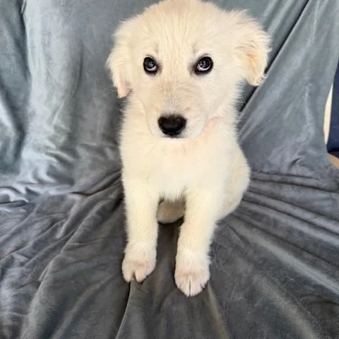 Dr. Pepper Fizz thumbnail 3