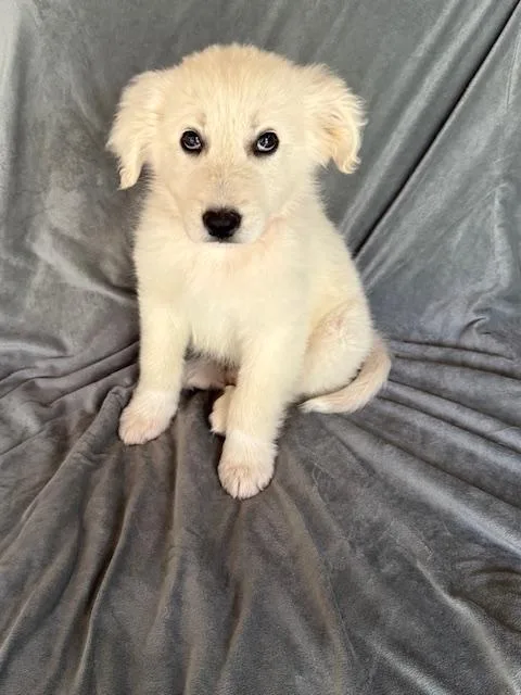 Dr. Pepper Fizz thumbnail 4