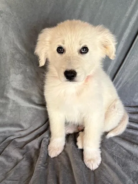 Dr. Pepper Fizz thumbnail 5