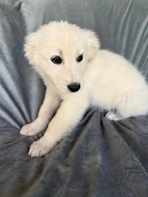 Dr. Pepper Fizz thumbnail 6