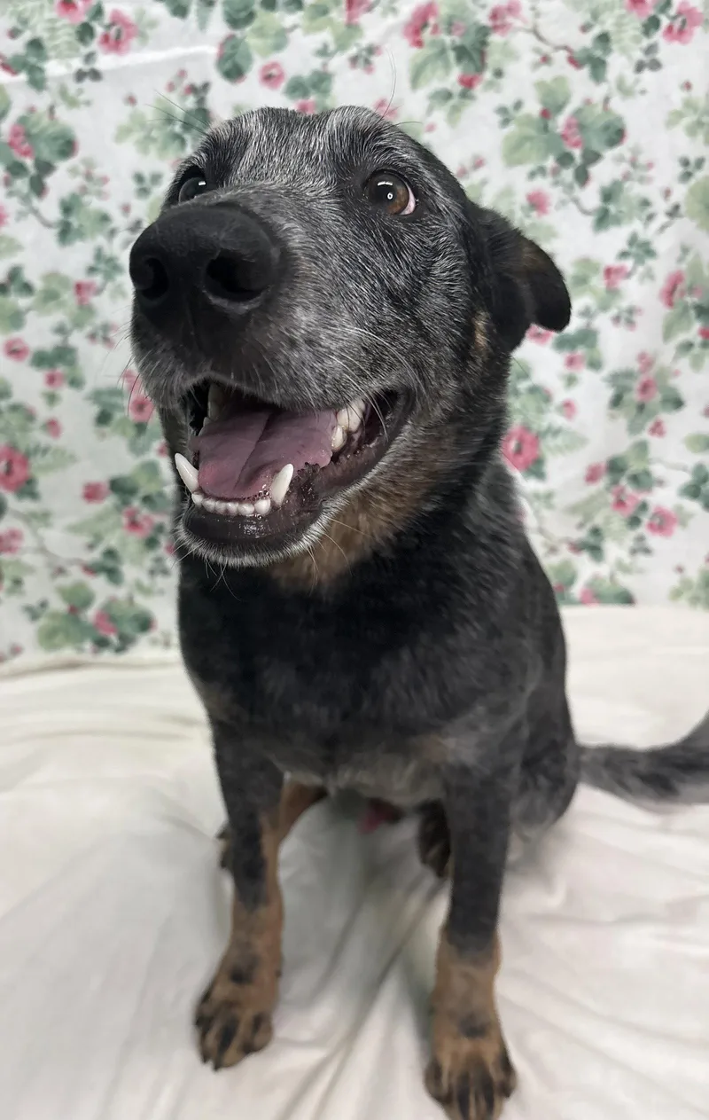 An adult medium-sized male Australian Cattle Dog / Blue Heeler dog named Levi for adoption in Wetumpka, AL