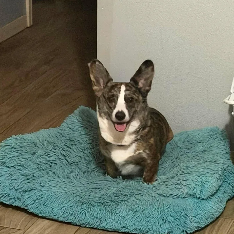 A young small-sized female Corgi dog named Lucy for adoption in Houston, TX
