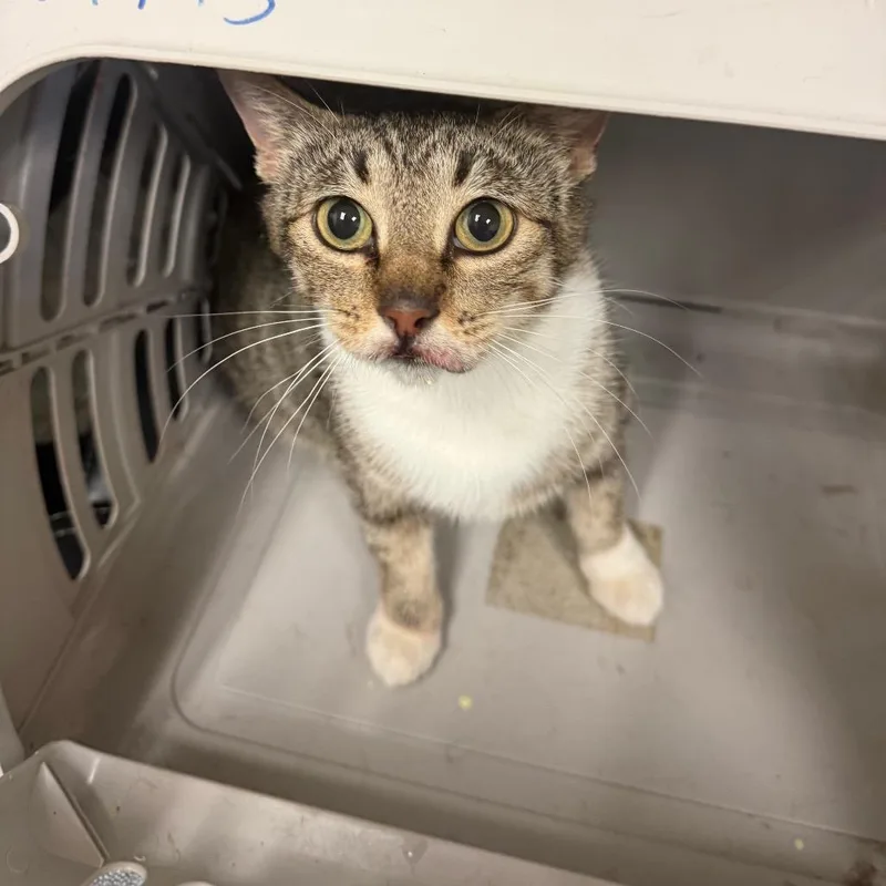 A young medium-sized female Torbie Domestic Short Hair cat named Sunkist for adoption in Memphis, TN