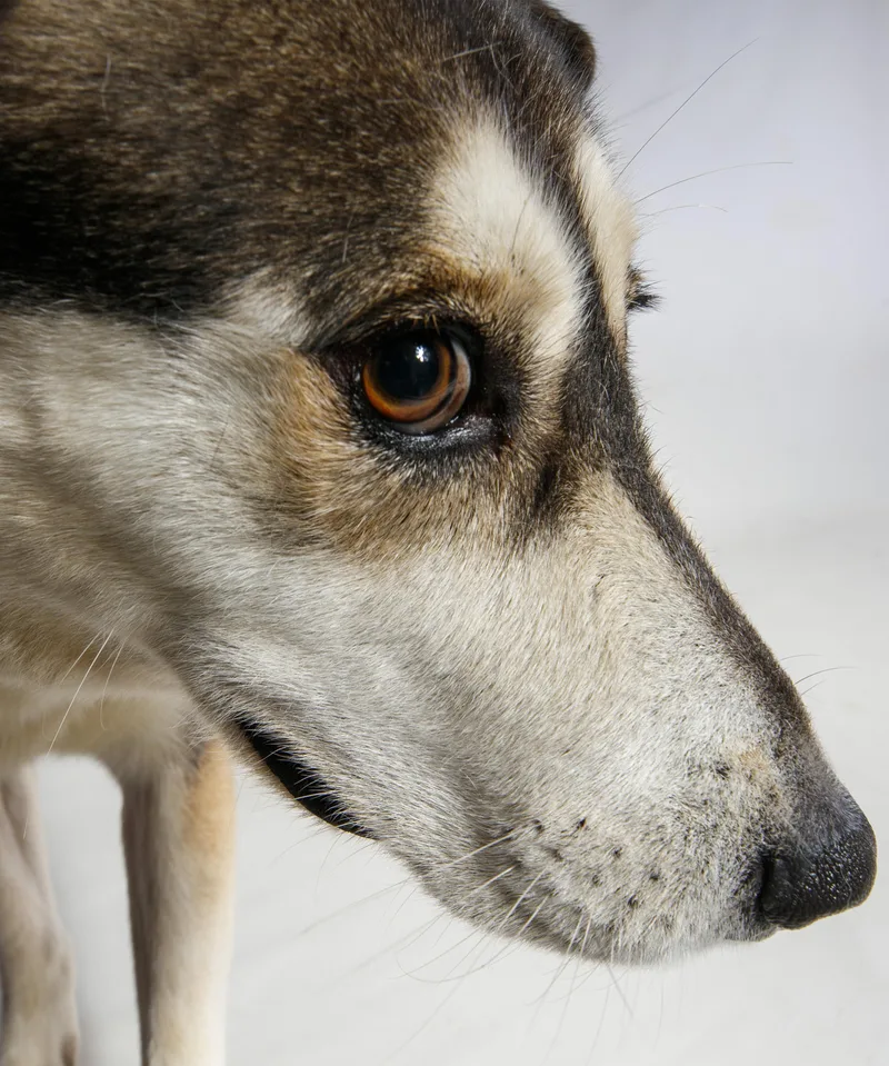 An adult medium-sized female Mixed Breed dog named Emmie for adoption in Harvey , LA