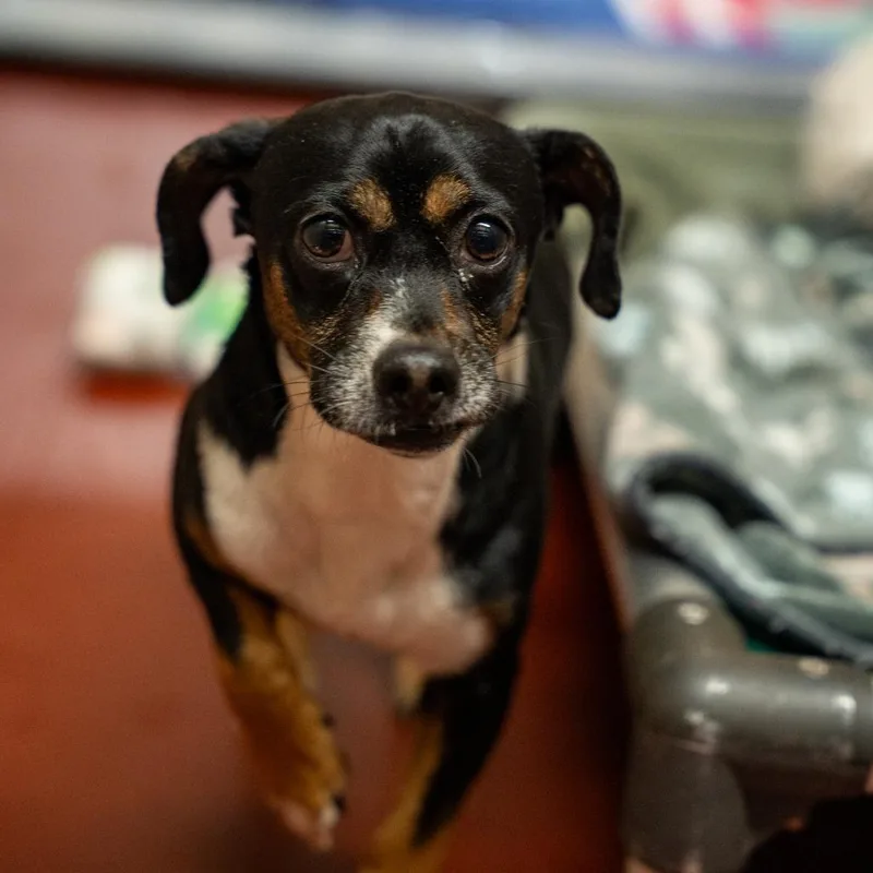 An adult small-sized male Black Terrier dog named Nick for adoption in Gainesville, GA