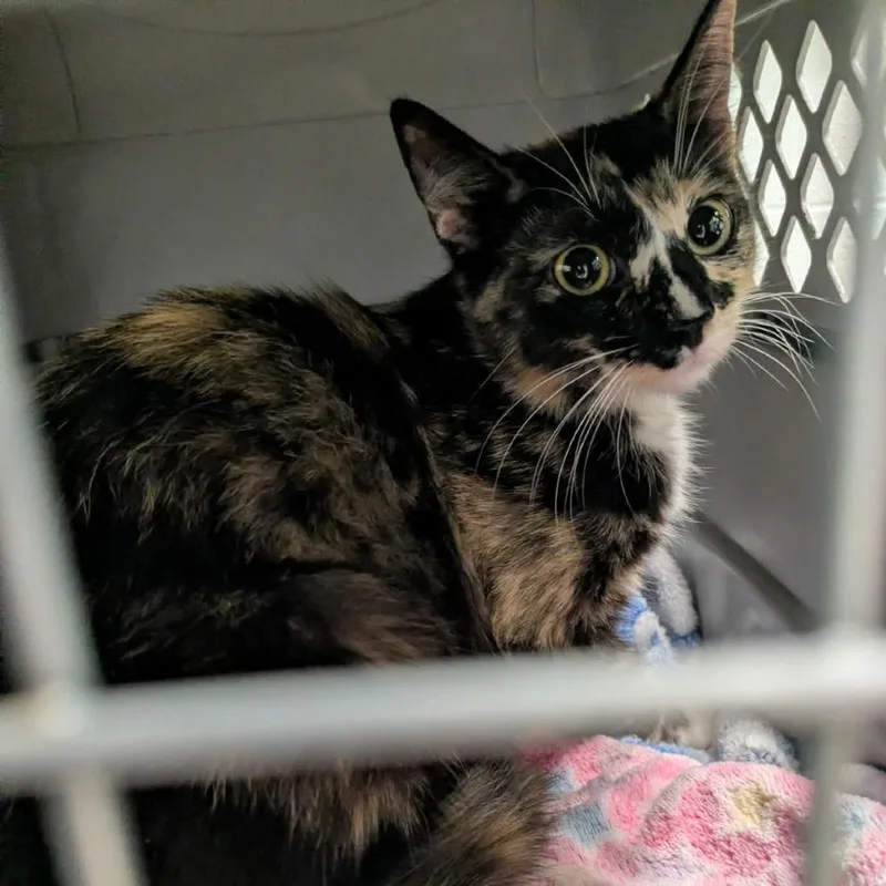 A young small-sized female Calico Domestic Short Hair cat named Dovetail for adoption in Chattanooga, TN