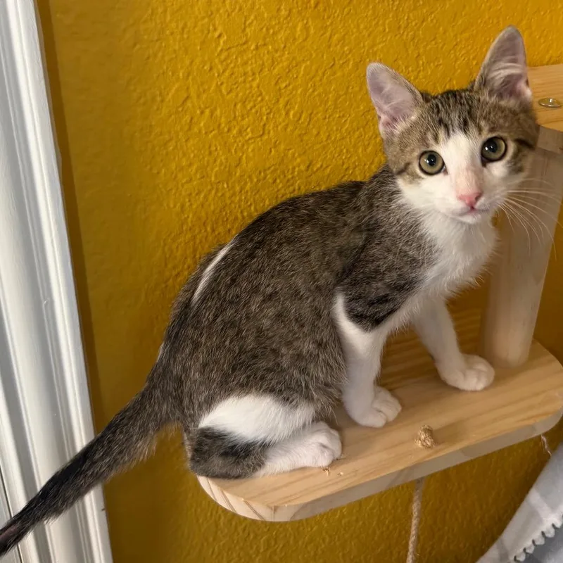 A baby small-sized male Brown / Chocolate Domestic Short Hair cat named Anchovy for adoption in Flower Mound, TX