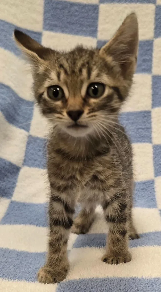 A baby small-sized female Domestic Short Hair cat named Georgia for adoption in Murphysboro, IL