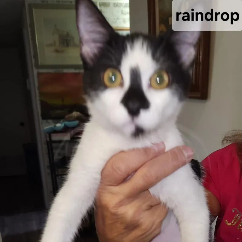 A baby small-sized female Domestic Short Hair cat named BRaindrop for adoption in Arizona City, AZ