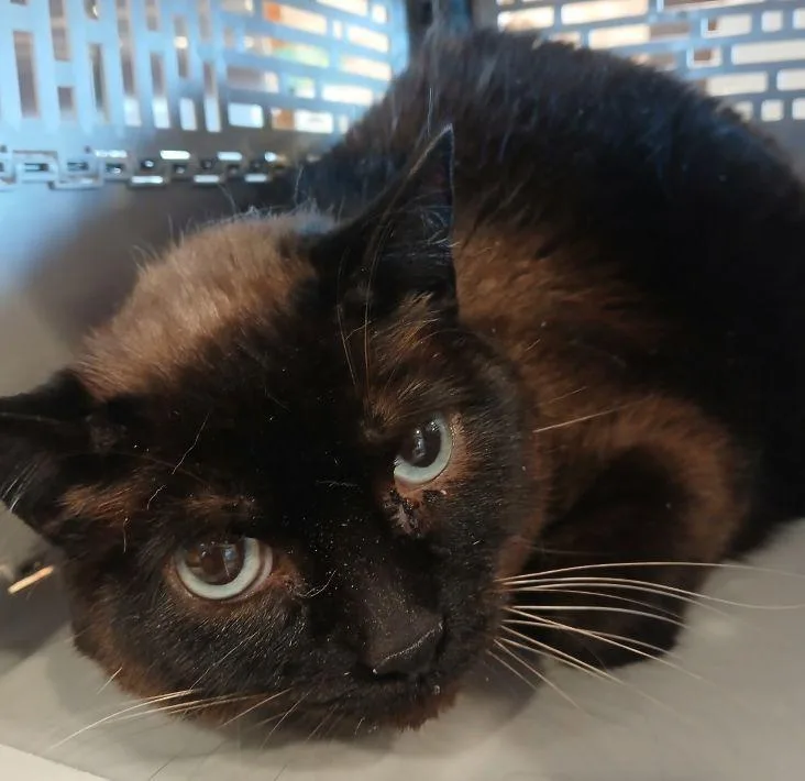 An adult medium-sized female Seal Point Siamese cat named 43935612 for adoption in Lees Summit, MO