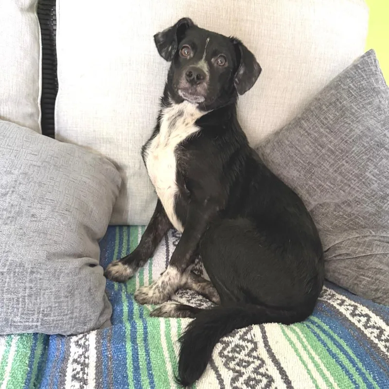 A young medium-sized female Black Mixed Breed dog named Header for adoption in Brownsboro, AL