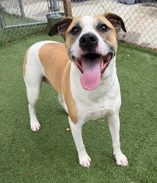 An adult large-sized male Mixed Breed dog named Henry for adoption in Columbia, SC