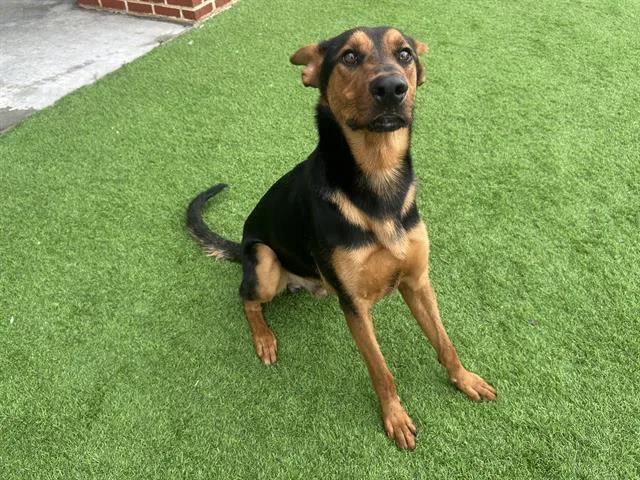 A young large-sized male German Shepherd Dog dog named Laurent for adoption in Grand Prairie, TX
