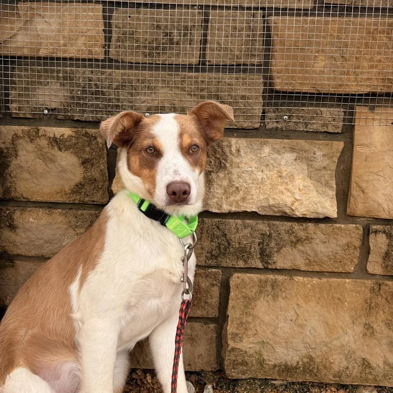 A young medium-sized female Yellow / Tan / Blond / Fawn Mixed Breed dog named Louisa for adoption in Bentonville, AR