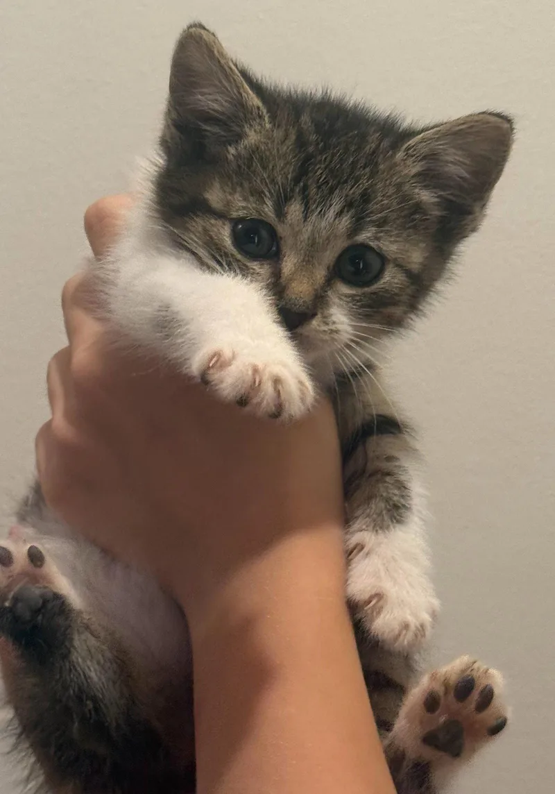 A baby medium-sized female Domestic Short Hair cat named Macy for adoption in Forest, VA