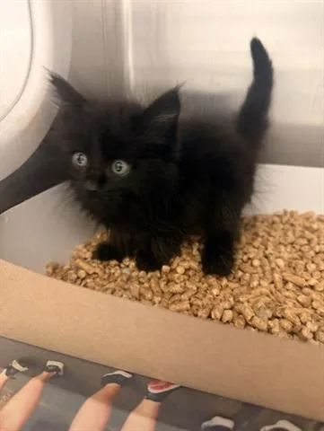 A baby small-sized male Domestic Short Hair cat named Ronaldo for adoption in San Martin, CA
