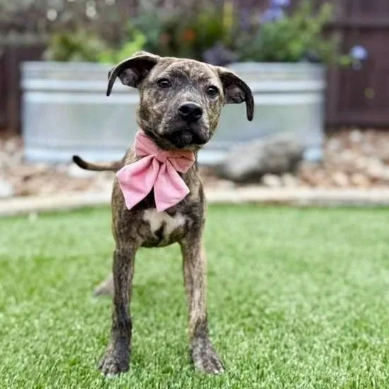 A baby medium-sized female Brindle Whippet dog named Hannah for adoption in Southport, CT