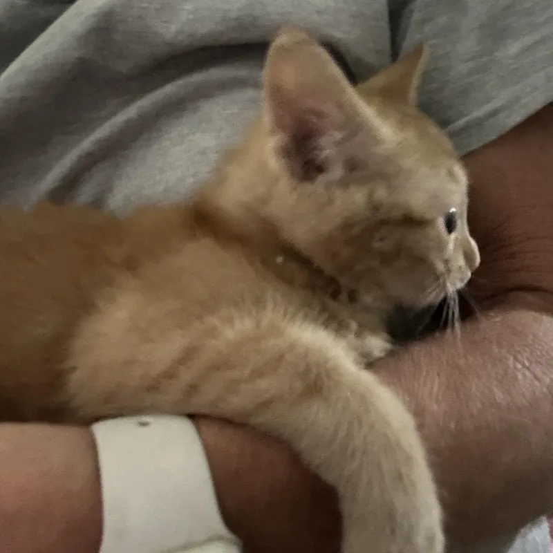 A young small-sized female Orange / Red Domestic Short Hair cat named Ruby for adoption in Nokesville, VA