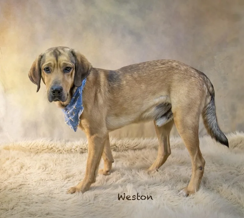 An adult large-sized male Hound dog named Weston for adoption in Manchester, CT