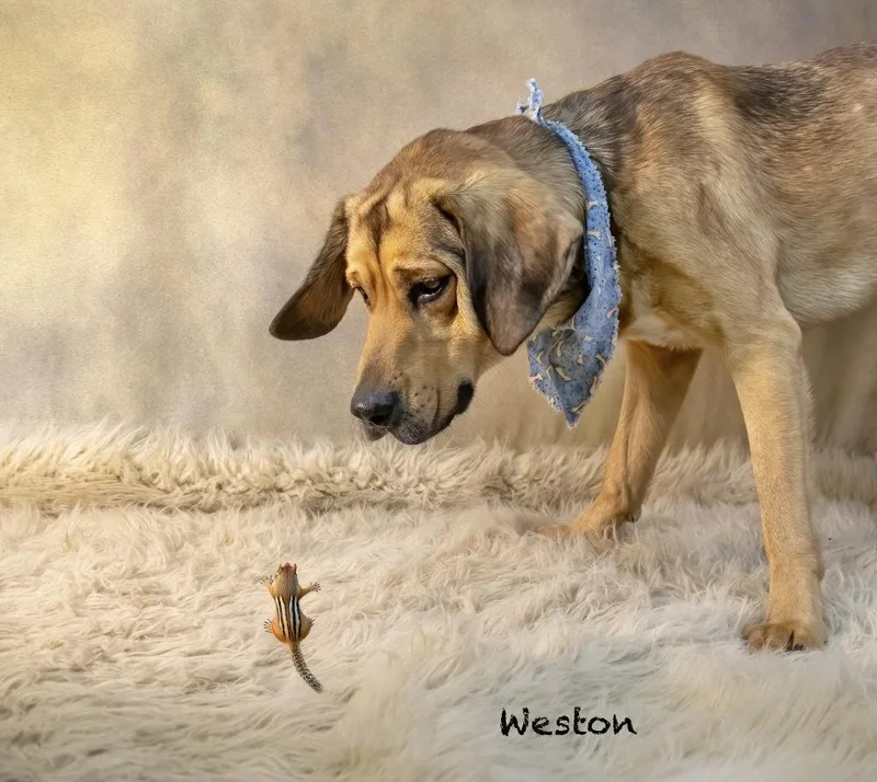 Weston thumbnail 2
