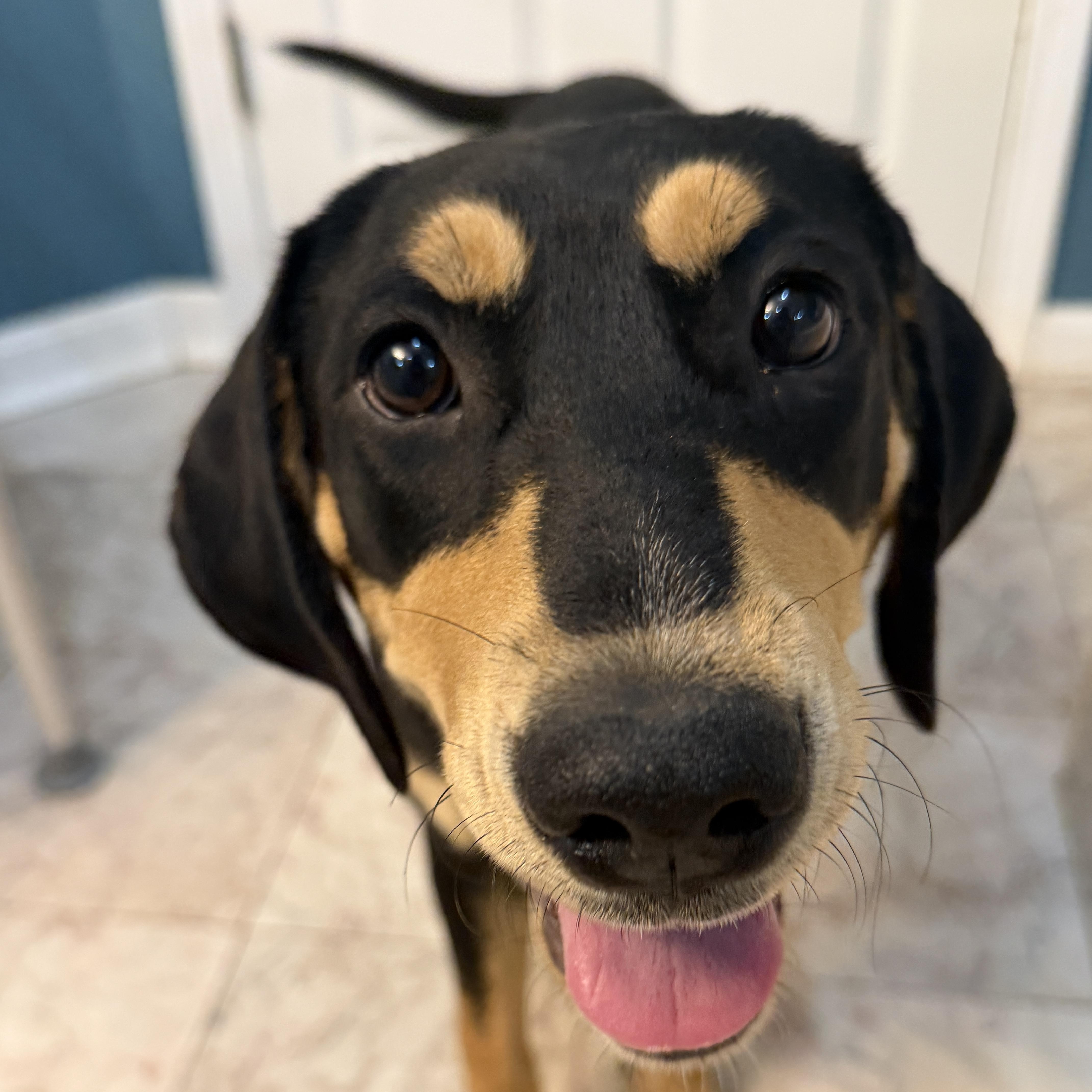 A baby medium-sized female Bluetick Coonhound dog named Birdie for adoption in Corinth, MS