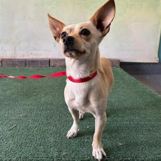 A young small-sized male Yellow / Tan / Blond / Fawn Chihuahua dog named Buddy Chino Hills for adoption in Chino Hills, CA