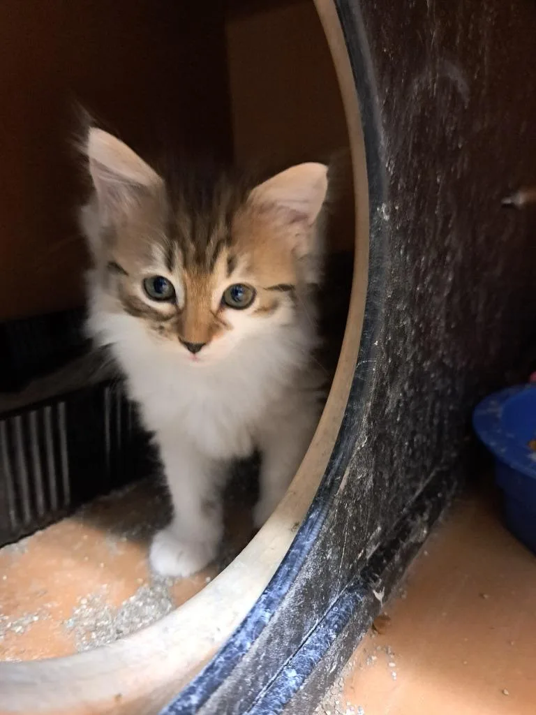 A baby medium-sized female Domestic Short Hair cat named Tilly for adoption in Fayetteville, TN