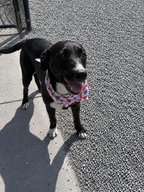 A young medium-sized male Black Labrador Retriever dog named Pumba for adoption in Marion, NC