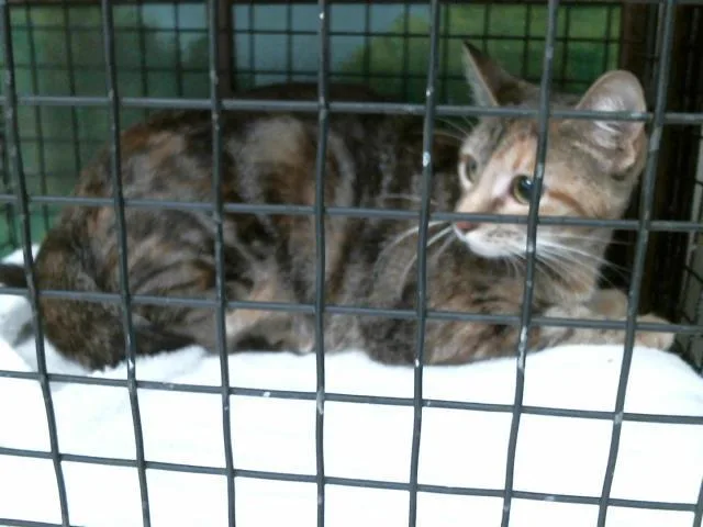 A young medium-sized female Domestic Short Hair cat named Baby for adoption in Houston, TX